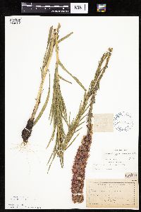 Liatris pycnostachya image