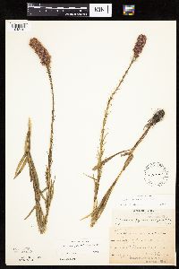 Liatris pycnostachya image