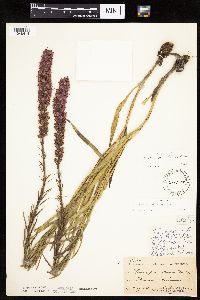 Liatris pycnostachya image