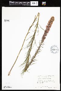 Liatris pycnostachya image