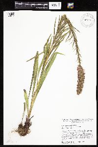 Liatris pycnostachya image