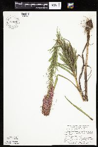 Liatris pycnostachya image