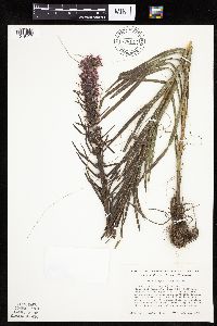 Liatris pycnostachya image
