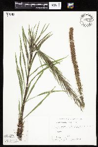 Liatris pycnostachya image