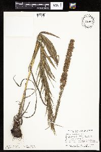 Liatris pycnostachya image