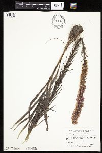 Liatris pycnostachya image