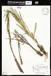 Liatris pycnostachya image
