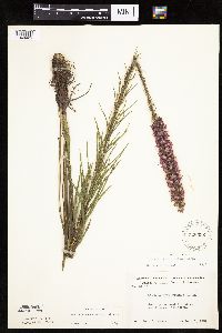 Liatris pycnostachya image