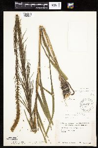 Liatris pycnostachya image