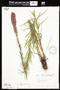 Liatris pycnostachya image