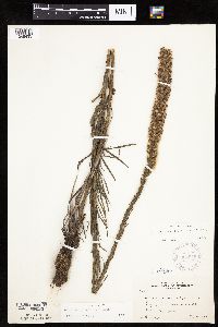 Liatris pycnostachya image