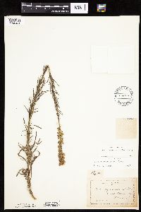 Liatris pycnostachya image