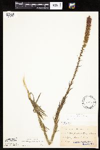 Liatris pycnostachya image