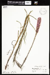 Liatris pycnostachya image