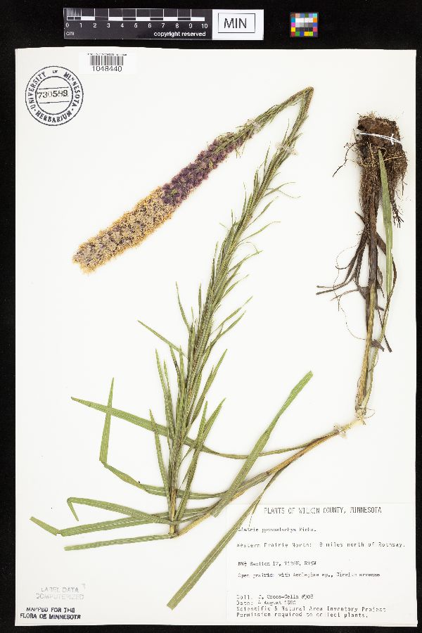 Liatris pycnostachya image