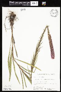 Liatris pycnostachya image