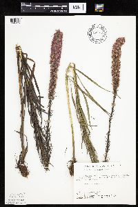 Liatris pycnostachya image