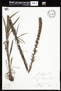 Liatris pycnostachya image