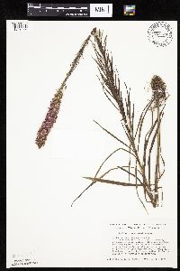 Liatris pycnostachya image