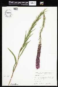 Liatris pycnostachya image