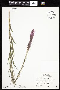 Liatris pycnostachya image