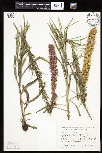Liatris pycnostachya image