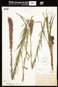 Liatris pycnostachya image