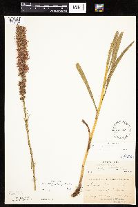Liatris pycnostachya image