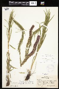 Liatris pycnostachya image