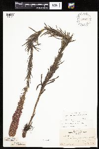 Liatris pycnostachya image