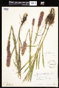 Liatris pycnostachya image
