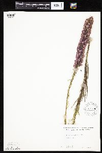 Liatris pycnostachya image