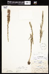 Liatris pycnostachya image