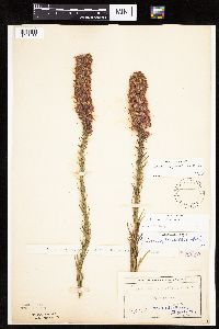 Liatris pycnostachya image