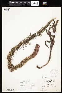 Liatris pycnostachya image
