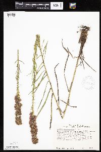 Liatris pycnostachya image
