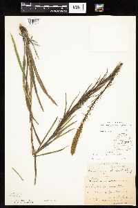 Liatris pycnostachya image