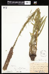 Liatris pycnostachya image