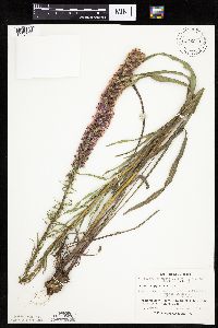 Liatris pycnostachya image