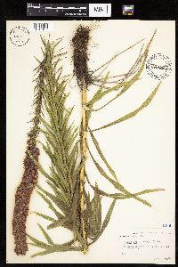 Liatris pycnostachya image