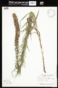 Liatris pycnostachya image