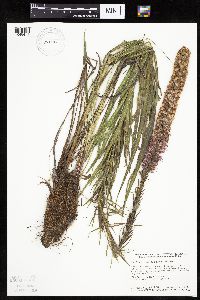 Liatris pycnostachya image