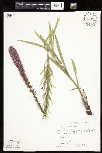 Liatris pycnostachya image