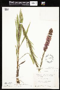 Liatris pycnostachya image