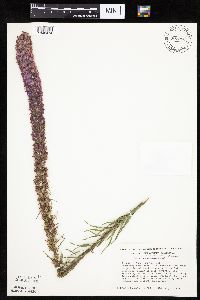 Liatris pycnostachya image