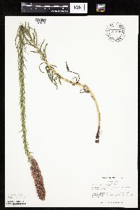 Liatris pycnostachya image