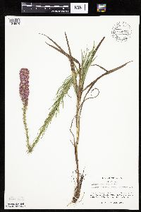 Liatris pycnostachya image