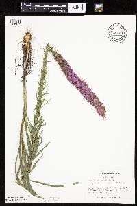 Liatris pycnostachya image