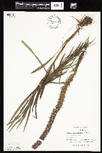 Liatris pycnostachya image