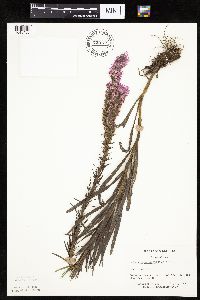 Liatris pycnostachya image